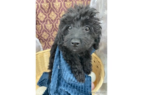 販売中の北海道のミックス犬-281827の22枚目